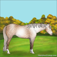 Horse Color:Gray Silver Amber Champagne Rabicano