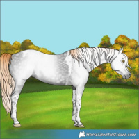 Horse Color:Gray Liver Chestnut Tobiano 