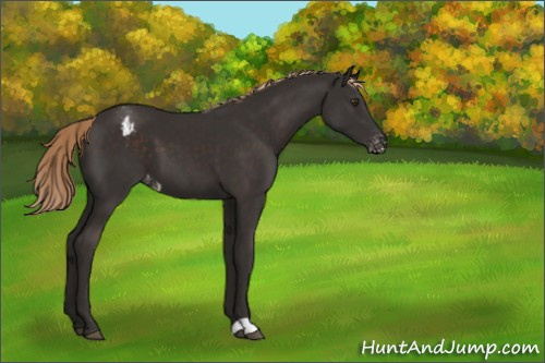 Horse Color:Liver Chestnut Appaloosa 