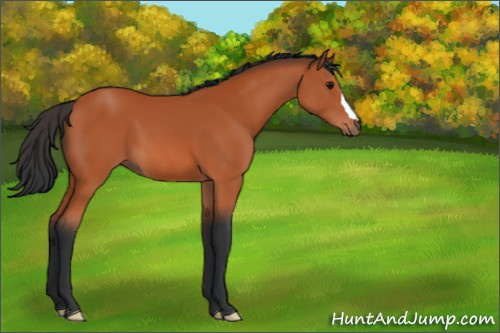 Horse Color:Bay 