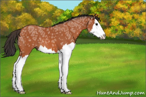 Horse Color:Bay Ice Splash 