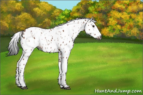 Horse Color:Gray Brown Ice Sabino Appaloosa Rabicano 