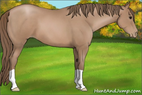 Horse Color:Black Pearl 