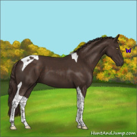 Horse Color:Liver Chestnut Tobiano 