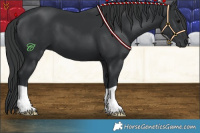 Horse Color:Black 