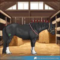 Horse Color:Black 