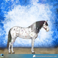 Horse Color:Nacre Brown Ice Onyx Sabino Tobiano Appaloosa 