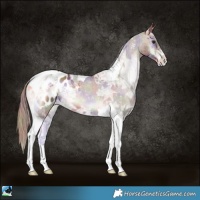 Horse Color:Nacre Red Onyx Ice Tobiano Appaloosa
