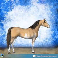 Horse Color:Buckskin Sabino