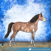 Horse Color:Bay Sabino 