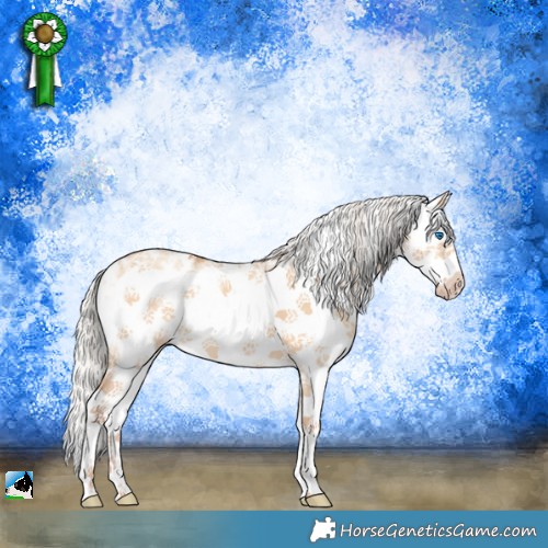 Horse Color:Silver Amber Champagne Dun Sabino Splash Frame 