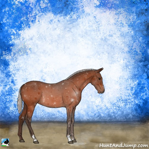 Horse Color:Silver Bay Sabino 
