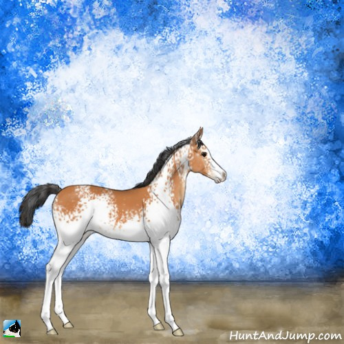 Horse Color:White Spotted Bay 