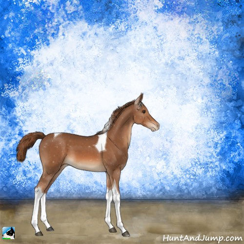 Horse Color:Chestnut Tobiano Appaloosa 