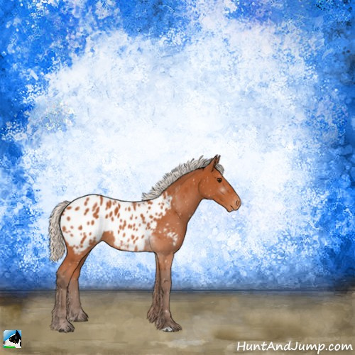 Horse Color:Silver Bay Appaloosa 