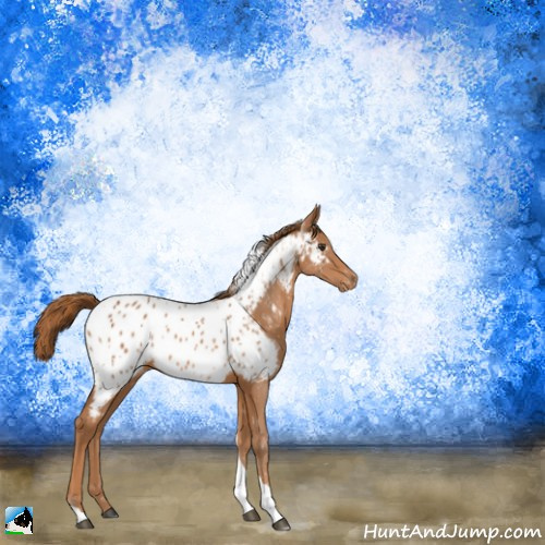 Horse Color:Chestnut Tobiano Appaloosa 