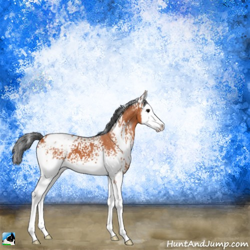 Horse Color:White Spotted Bay Splash Appaloosa 