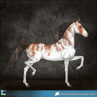 Horse Color:White Spotted Bay 