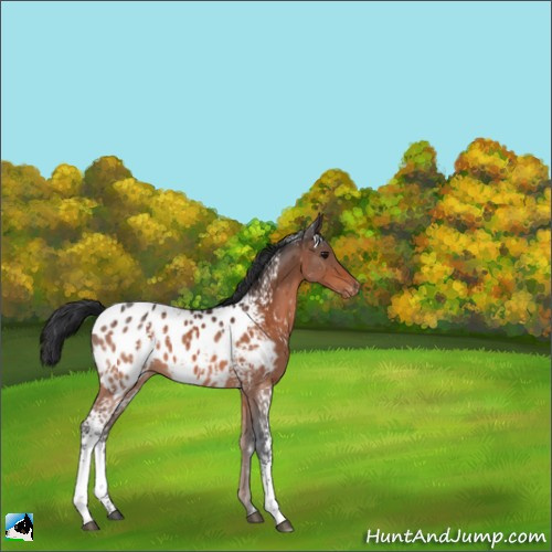 Horse Color:White Spotted Bay Appaloosa 