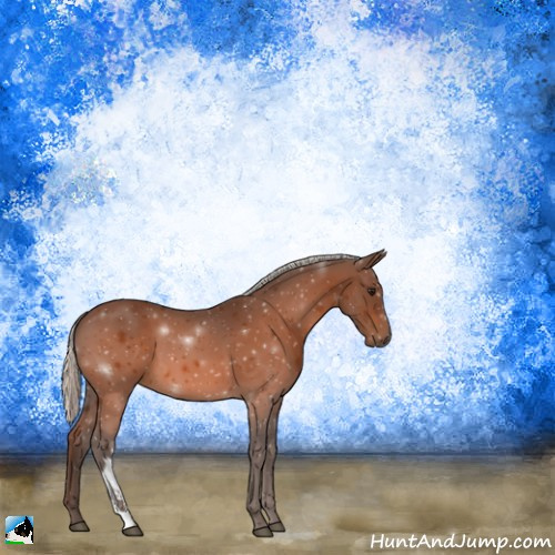 Horse Color:Silver Bay 