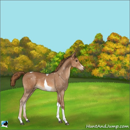 Horse Color:Chestnut Tobiano 