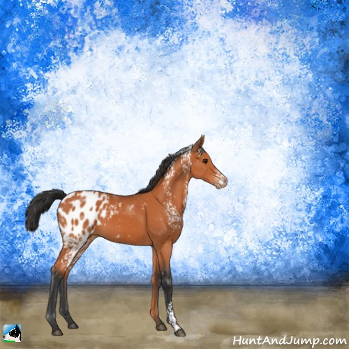 Horse Color:White Spotted Bay Appaloosa 