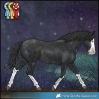 Horse Color:Black Splash Rabicano  and Black Splash Rabicano 