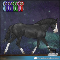 Horse Color:Black Splash Rabicano  and Black Splash Rabicano 