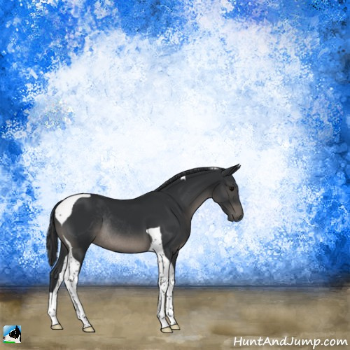 Horse Color:Black Tobiano Rabicano 