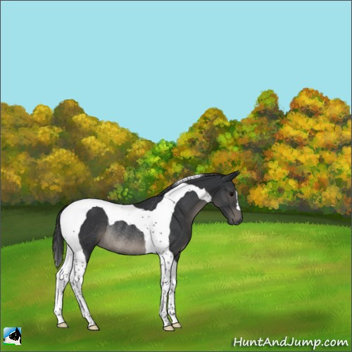 Horse Color:Black Tobiano Rabicano 