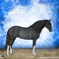Horse Color:Black Rabicano 