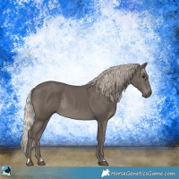 Horse Color:Silver Black Rabicano 