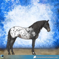 Horse Color:Black Appaloosa Rabicano 