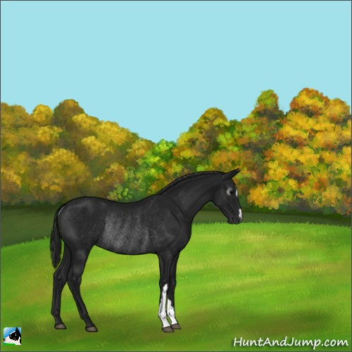 Horse Color:Gray Black Rabicano 