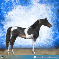 Horse Color:Brown Tobiano Rabicano