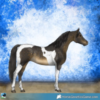 Horse Color:Buckskin Tobiano Rabicano