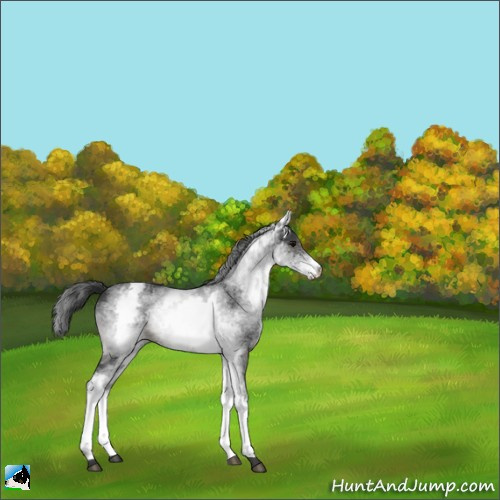 Horse Color:White Spotted Black Rabicano 
