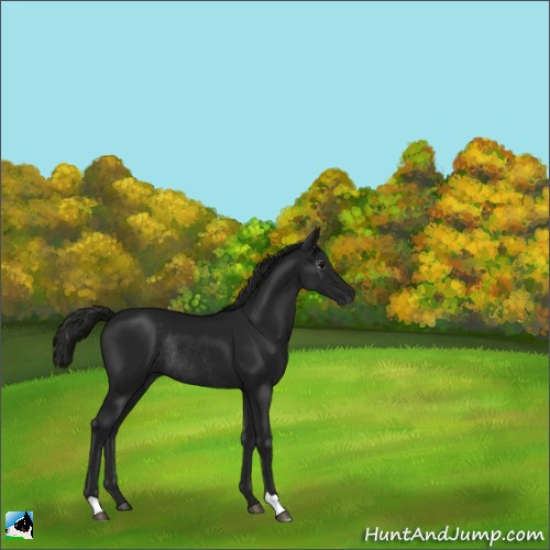 Horse Color:Gray Black Rabicano 