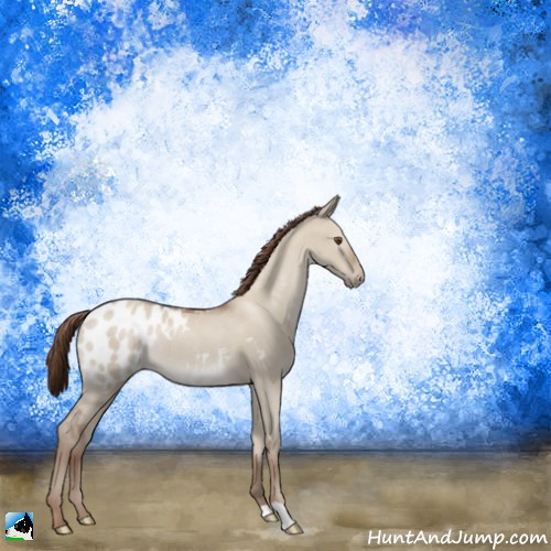 Horse Color:Classic Champagne Dun Appaloosa Rabicano 
