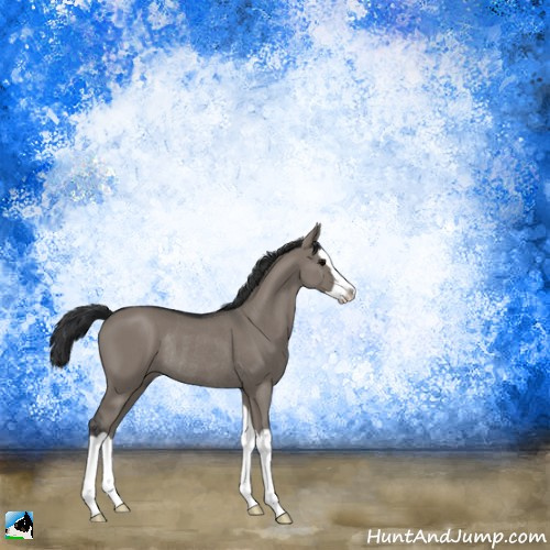 Horse Color:Grullo Splash Rabicano 