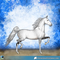 Horse Color:Gray White Spotted Brown Rabicano 