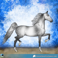 Horse Color:Gray Black Rabicano 