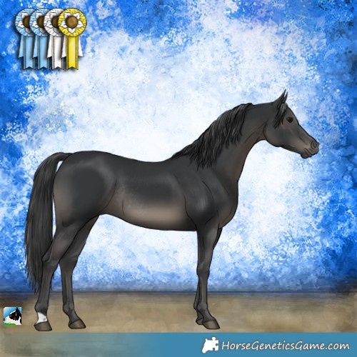 Horse Color:Black Rabicano 