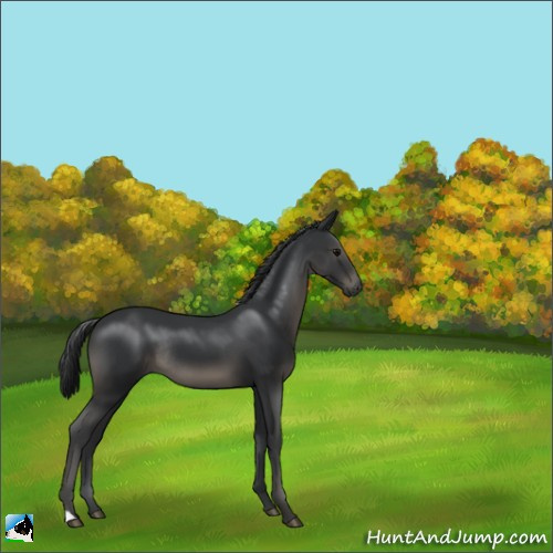 Horse Color:Black Rabicano 