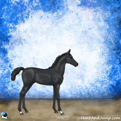Horse Color:Black Rabicano 