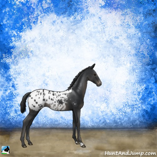 Horse Color:Black Appaloosa Rabicano 