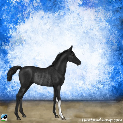 Horse Color:Gray Black Rabicano 