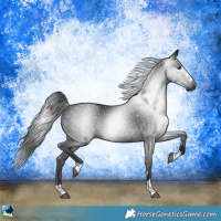 Horse Color:Gray Black Rabicano 