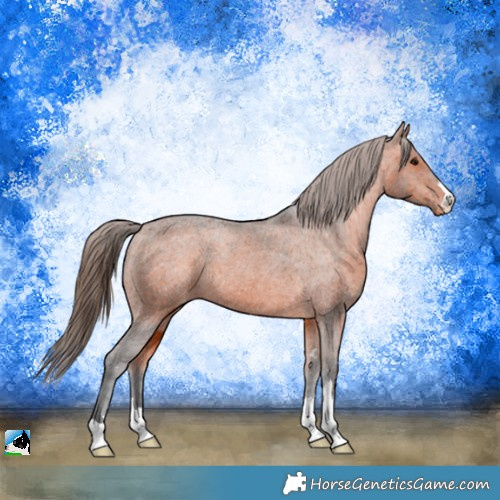 Horse Color:Bay Appaloosa Rabicano