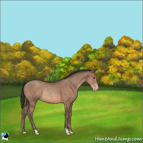 Horse Color:Sable Champagne Rabicano 